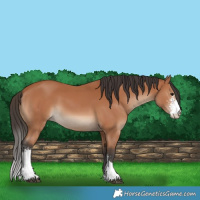 Horse Color:Bay Sabino