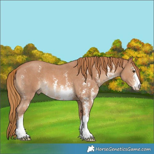 Horse Color:Chestnut Sabino 