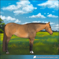 Horse Color:Buckskin 