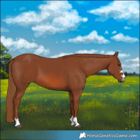 Horse Color:Chestnut 