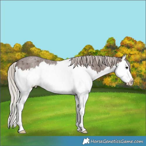 Horse Color:Silver Blue Roan Splash Rabicano 