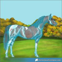 Horse Color:Thunderstruck Brown Tobiano Appaloosa 