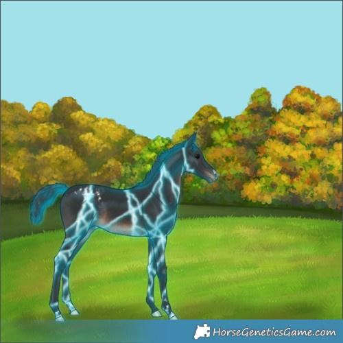 Horse Color:Thunderstruck Brown Appaloosa Rabicano 