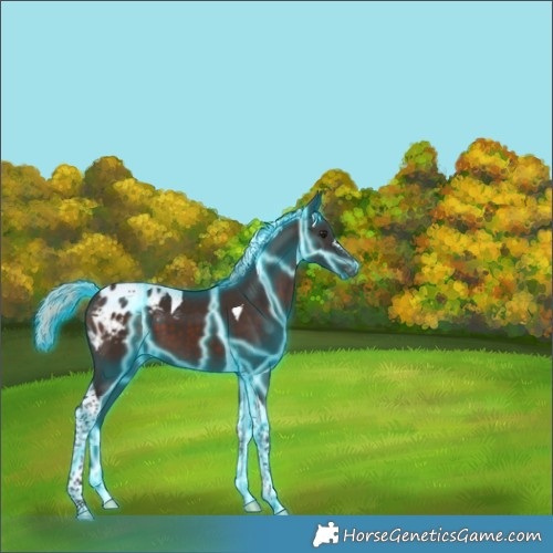 Horse Color:Thunderstruck Silver Brown Tobiano Appaloosa 