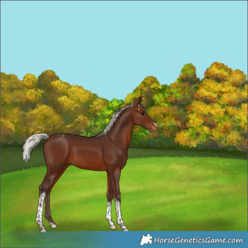 Horse Color:Silver Brown Tobiano Appaloosa 