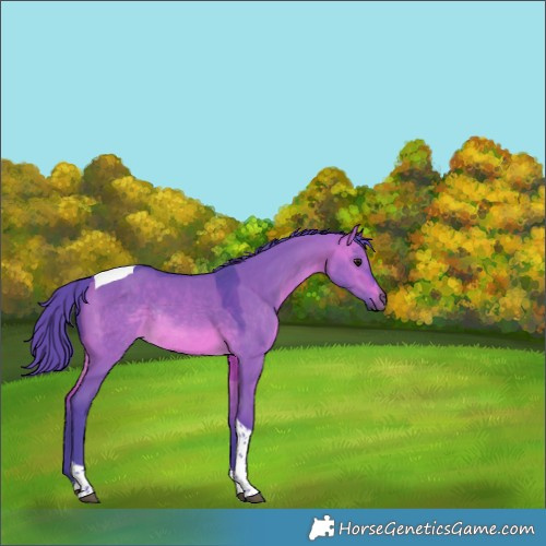 Horse Color:Watercolor Brown Dun Tobiano Rabicano 