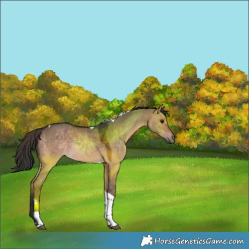 Horse Color:Brown Dun Tobiano Rabicano 