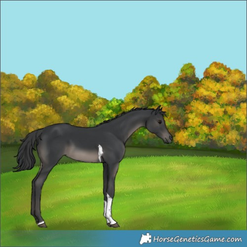 Horse Color:Black Tobiano Rabicano 
