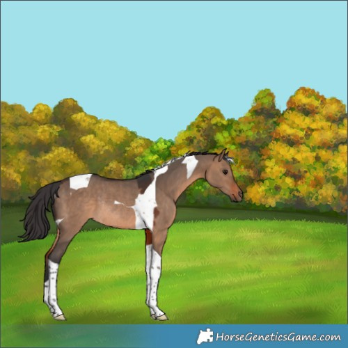 Horse Color:Brown Dun Tobiano Rabicano 