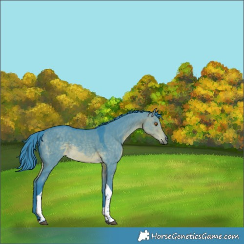 Horse Color:Watercolor Buckskin Dun Tobiano Rabicano 