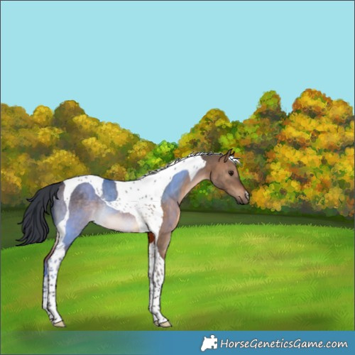 Horse Color:Brown Dun Tobiano Rabicano 