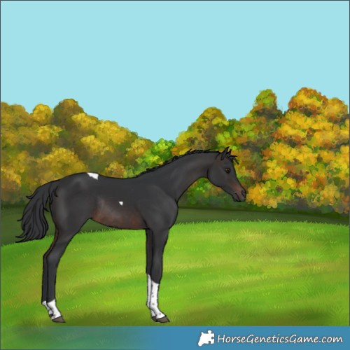Horse Color:Brown Tobiano Rabicano 
