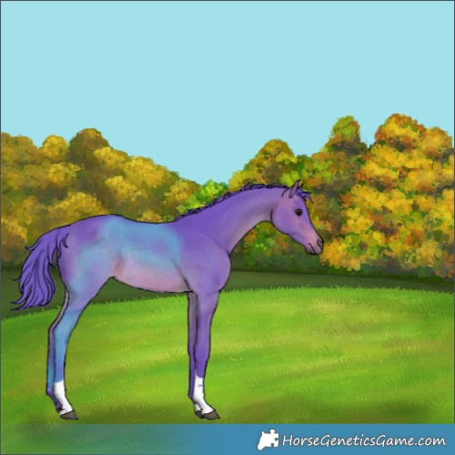Horse Color:Watercolor Bay Tobiano Rabicano 
