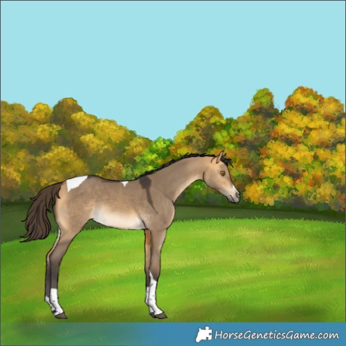 Horse Color:Buckskin Dun Tobiano Rabicano 