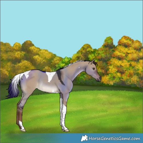 Horse Color:Liver Red Dun Tobiano Rabicano 