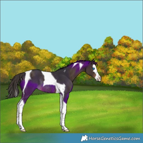 Horse Color:Liver Chestnut Splash Tobiano Rabicano 