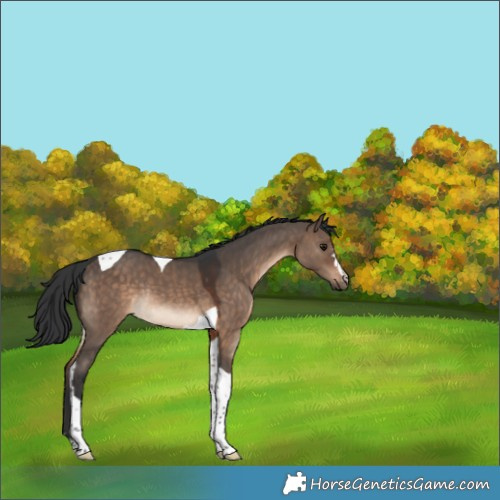 Horse Color:Brown Dun Tobiano Rabicano 