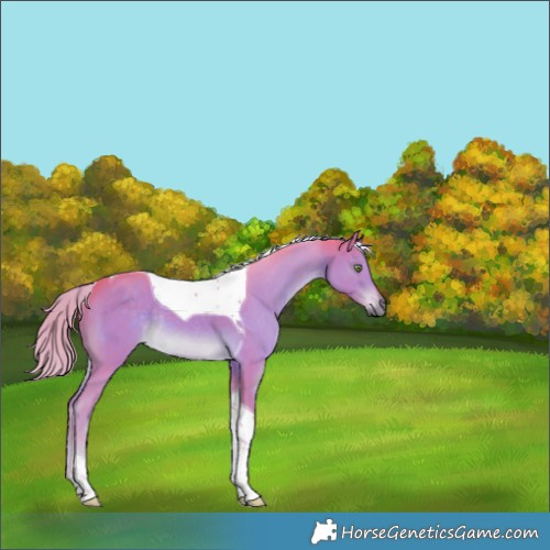 Horse Color:Watercolor Chocolate Palomino Tobiano Rabicano 