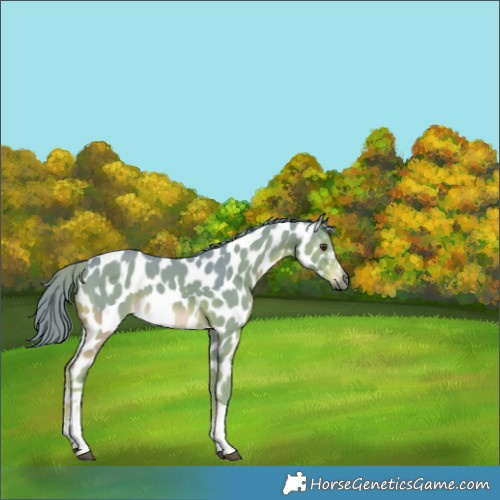 Horse Color:Gray Watercolor Liver Chestnut Sabino Tobiano Appaloosa Rabicano 