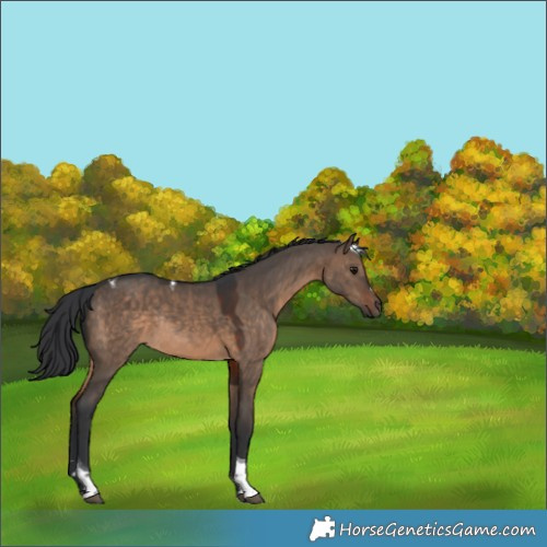 Horse Color:Brown Dun Tobiano Rabicano 