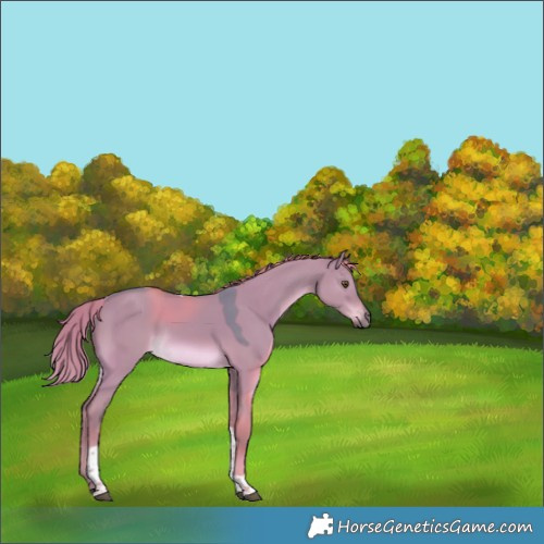 Horse Color:Watercolor Liver Red Dun Tobiano Rabicano 