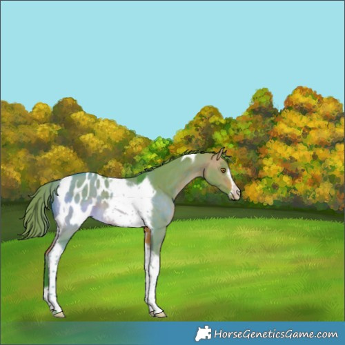 Horse Color:Watercolor Buckskin Dun Tobiano Frame Blanket Rabicano 
