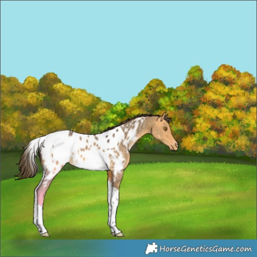 Horse Color:Buckskin Dun Tobiano Near Leopard Rabicano 