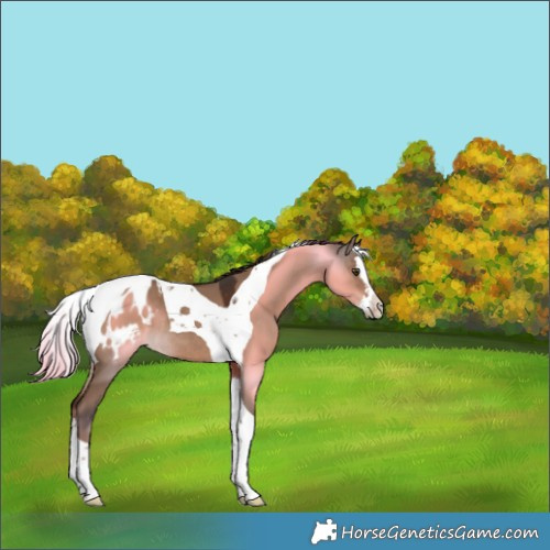 Horse Color:Liver Red Dun Splash Tobiano Blanket Rabicano 