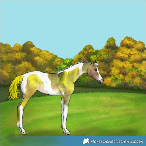 Horse Color:Brown Dun Tobiano Rabicano 