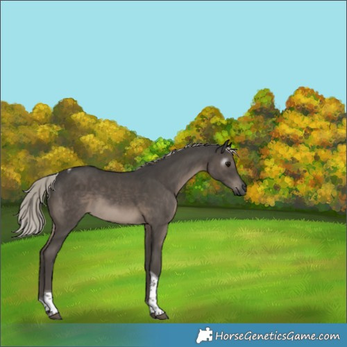 Horse Color:Gray Silver Black Tobiano Rabicano 