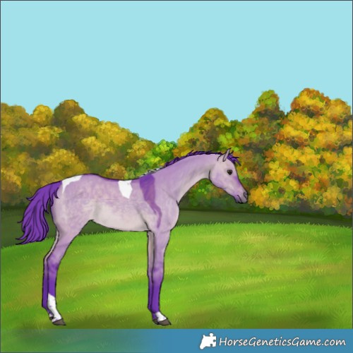 Horse Color:Watercolor Brown Dun Tobiano Rabicano 