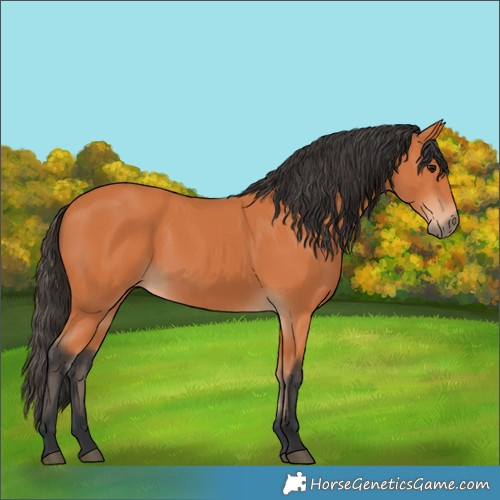 Horse Color:Bay 