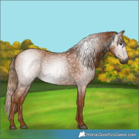 Horse Color:Gray Chestnut 