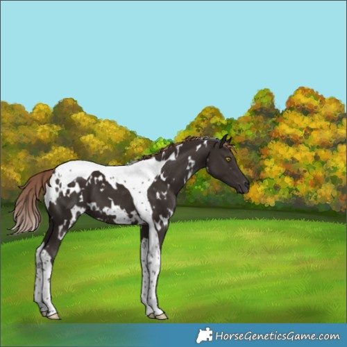 Horse Color:White Spotted Liver Chestnut Tobiano 