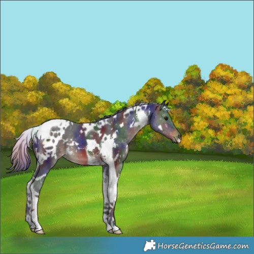Horse Color:Nacre White Spotted Brown Tobiano 
