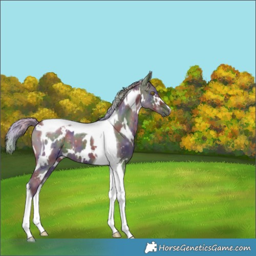 Horse Color:Nacre White Spotted Silver Brown Tobiano 