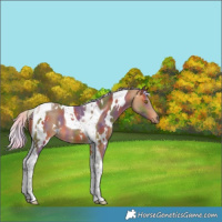 Horse Color:Nacre White Spotted Silver Buckskin Tobiano