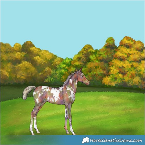 Horse Color:Nacre White Spotted Chocolate Palomino 