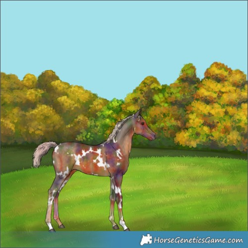 Horse Color:Nacre White Spotted Chocolate Palomino 