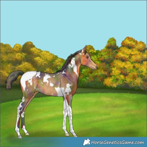 Horse Color:Nacre White Spotted Buckskin Tobiano 