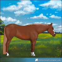Horse Color:Chestnut 
