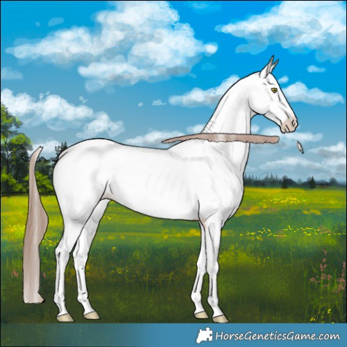Horse Color:Amber Champagne Appaloosa 