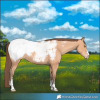 Horse Color:Amber Champagne Snowcap 