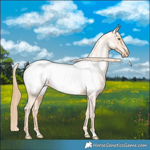 Horse Color:Gold Champagne Appaloosa 