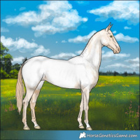 Horse Color:Gold Champagne Near Fewspot 