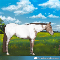 Horse Color:Classic Champagne Near Fewspot 