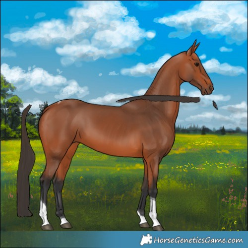 Horse Color:Bay Tobiano 