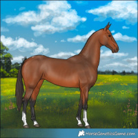 Horse Color:Bay Tobiano 