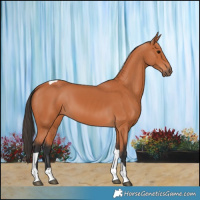 Horse Color:Bay Tobiano 