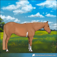 Horse Color:Chestnut Tobiano 